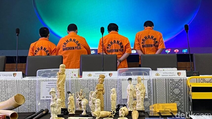 dittipidter bareskrim polri menggagalkan penyelundupan gading gajah utuh hingga pipa rokok yang terbuat dari gading gajah rumo 1748235181195 169