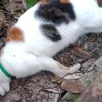 kucing mati massal di kota malang 169