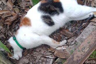 kucing mati massal di kota malang 169