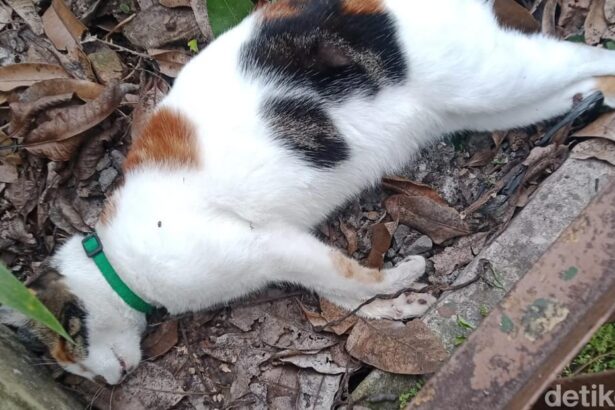 kucing mati massal di kota malang 169