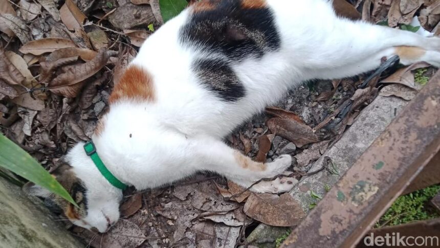 kucing mati massal di kota malang 169