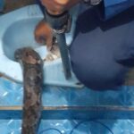 seekor ular berukuran tiga meter berada di dalam kloset toilet warga di bogor 1748056933340 169
