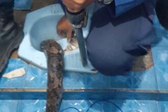 seekor ular berukuran tiga meter berada di dalam kloset toilet warga di bogor 1748056933340 169