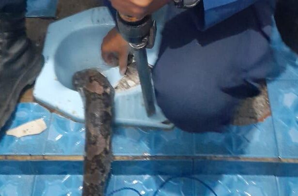 seekor ular berukuran tiga meter berada di dalam kloset toilet warga di bogor 1748056933340 169