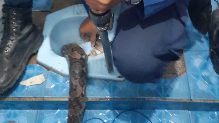seekor ular berukuran tiga meter berada di dalam kloset toilet warga di bogor 1748056933340 169