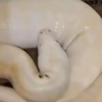 video viral pria di gresik beri makan ular peliharaan dengan kucing liar 1748000814017 169