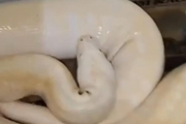 video viral pria di gresik beri makan ular peliharaan dengan kucing liar 1748000814017 169