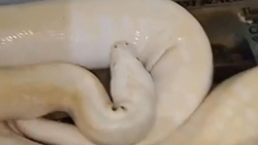 video viral pria di gresik beri makan ular peliharaan dengan kucing liar 1748000814017 169
